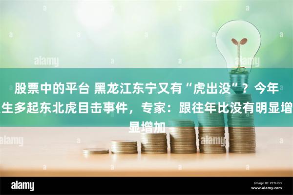 股票中的平台 黑龙江东宁又有“虎出没”？今年发生多起东北虎目击事件，专家：跟往年比没有明显增加